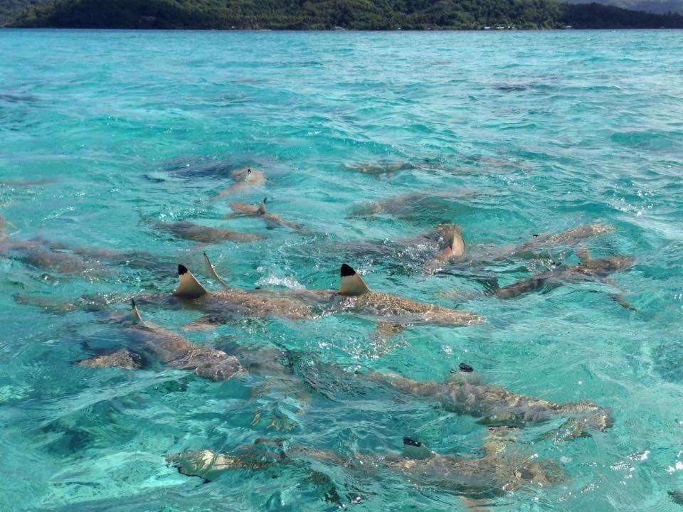 Pension Hibiscus Tahaa Uturoa ภายนอก รูปภาพ